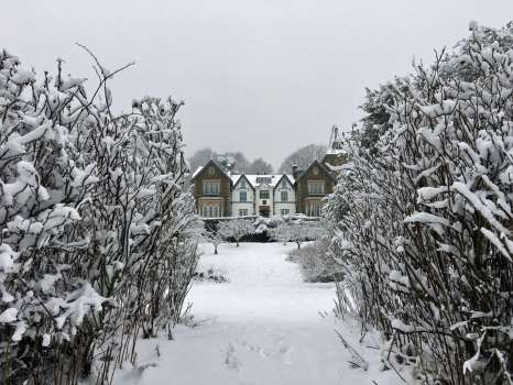 Yewfield in the snow