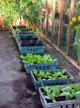 Trays of winter lettuce in the greenhouse - a robin helps out on the foreground tray.