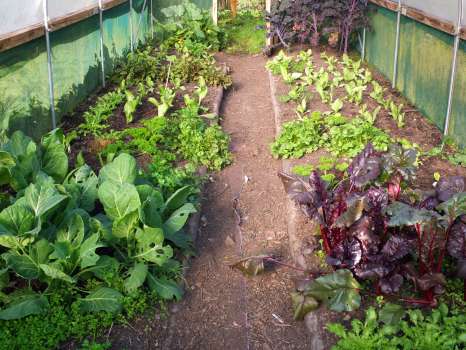 Endive, chervil, cabbage, beetroot, purslane, parsley, kale and winter lettuces in the tunnel. Looks like it all needs a water!