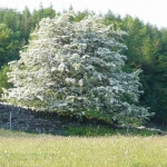 Tree in the wildflower meadow behind Yewfield