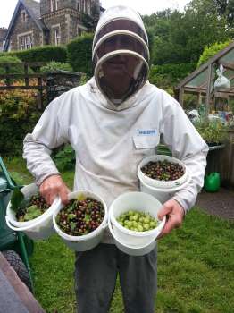 Steve after picking soft fruit near the bee hives