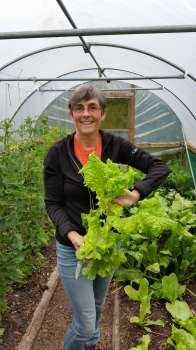 Lynne picking lettuce in the polytunnel