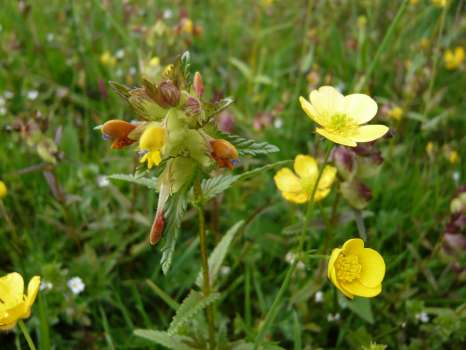 Hay rattle in the meadow