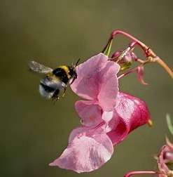 White tailed bumblebee visiting himalayan balsam