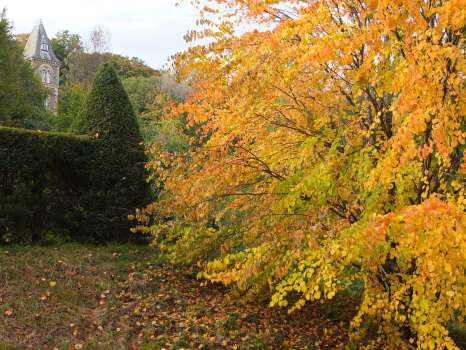 Katsura tree with its burnt sugar smell during autumn leaf fall