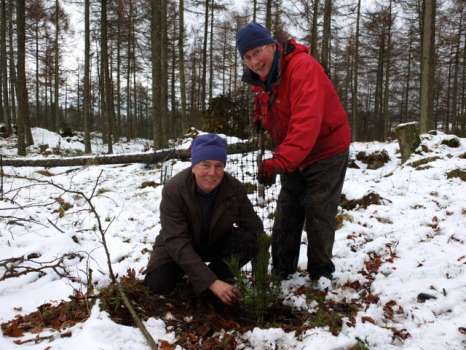 Planting at Sawrey Ground Plantation