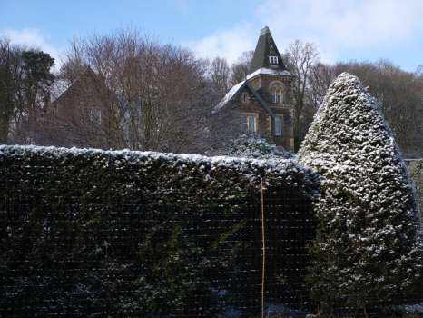 Plastic deer netting used here to protect our yew hedges