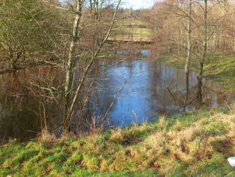 The dub in the wood behind the house slowly channeling the water away