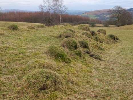 Ant hills in High Field lined up facing south