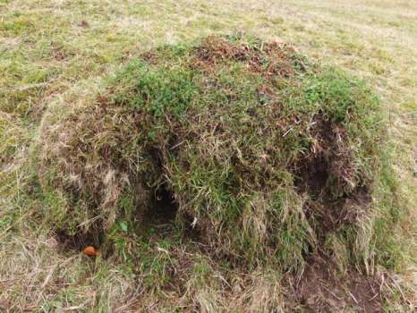 Diggings in an ant hill by either badgers or green woodpeckers