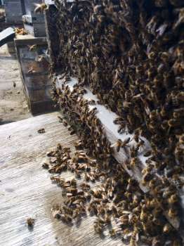 Bees threatening to swarm last summer