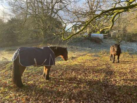 Dear old Rose in her winter coat