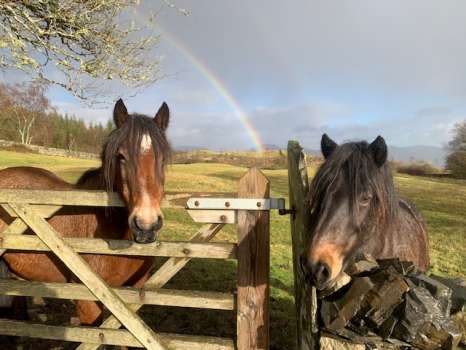 Rose and Quince asking for some hay