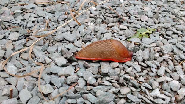 A Spanish slug