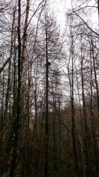 Red squirrel grey or nest in a larch tree