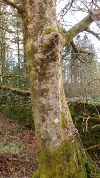 A wee hole in the trunk that could be housing a few bats