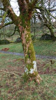 A crack in an old sycamore that could be used by bats for roosting