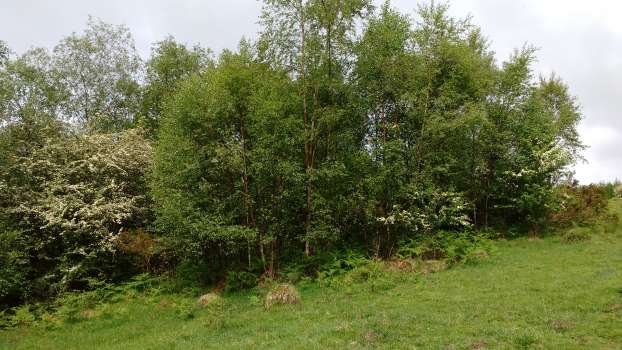 Birch regeneration in Raise How