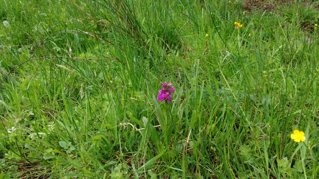 Northern marsh orchid