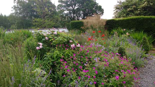 Rosa 'Fantin Latour' flanked by Geranium psilostemon