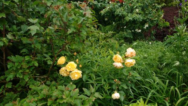 Graham Stuart Thomas a rich yellow David Austin rose