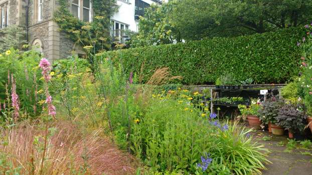 Rubekia and agapanthus looking toward the plant table with Steve's beautifully trimmed laurel hedge behind