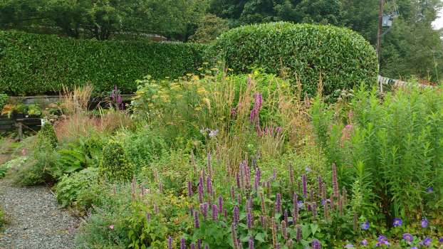 Agastache and other late summer flowers with michaelmas daisies to follow