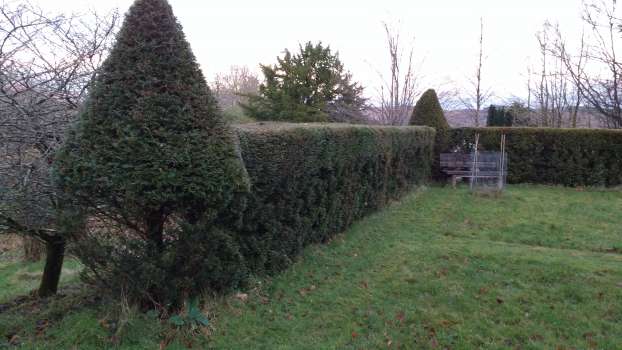 The roe deer browsing line on yew hedge around Jakey's garden