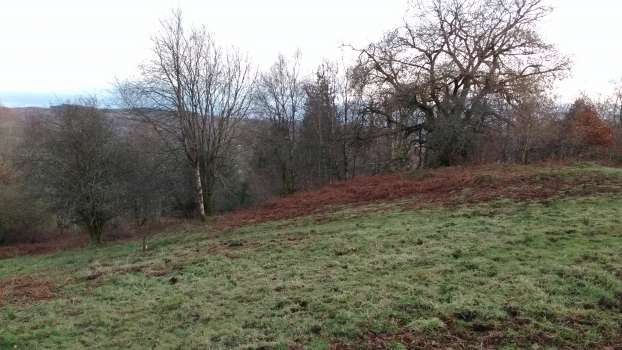 Grass returning after bracken repeatedly thwacked with unthwacked bracken in background