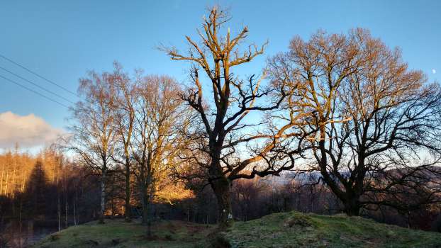 A stag headed oak in stately decline just beyond the greenhouse