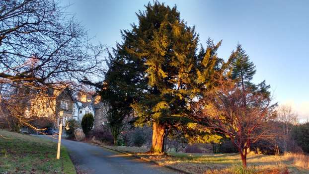 A yew tree by the entrance drive in winter sunshine