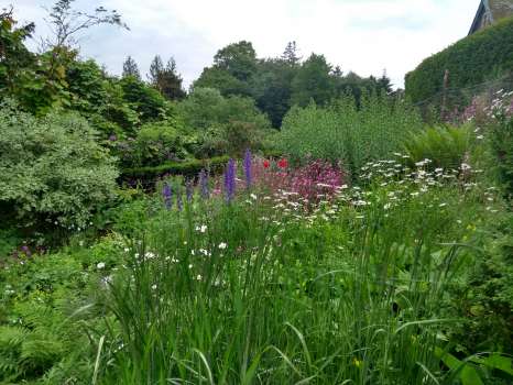 Daisies, red campion, monkshood and poppies surviving deer predation on the slope below the patio