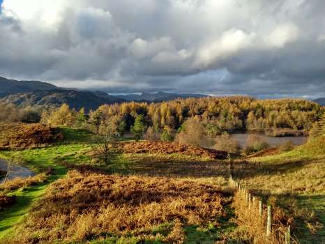 Tarn Hows with a stand of larch facing an uncertain future