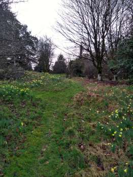 Narcissus lobularis, our native daffodil