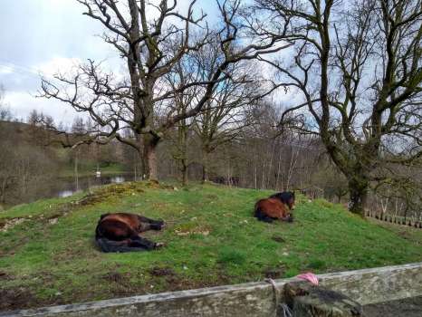 Our ponies Rose and Quince are an essential part of the land community at Yewfield