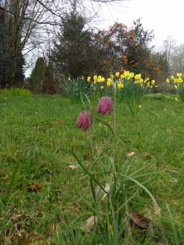 Fritillaries in long grass along the entrance drive