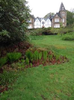 A fern corner in a wet bit of ground on the edge of the lawn meadows