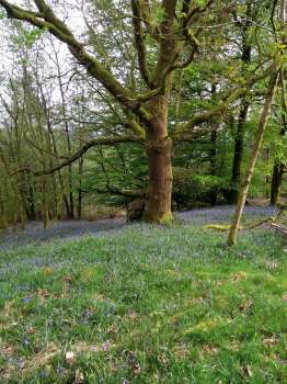 A mother oak up in our woodland in May