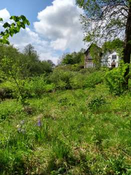 Hazel, red campion and bluebell in our ornamental coppice garden