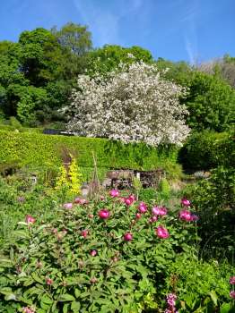 Peony and crab apple in full bloom on the patio