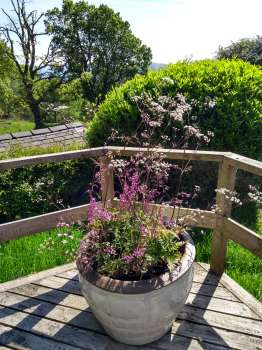 A seasonal tub on the studio deck with Anthriscus, Silene and ferns