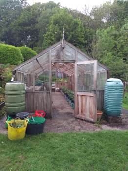 Saving water from the greenhouse roof with newly planted tomatoes inside