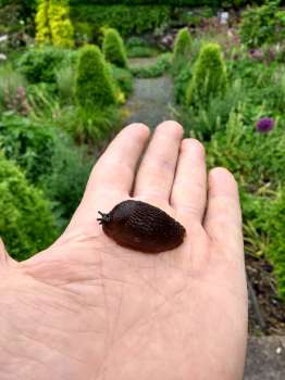 Arion ater, the red form of the large black slug.
