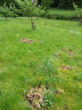 Badger scrapings in Jakey's garden