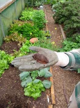 A so called Spanish slug that is terrorising the poly tunnel.