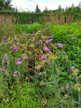 A clipped yew holding an informal planting of verbena and lythrum and hosting a painted lady butterfly