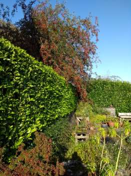 Malus hupehensis overhanging the plant table on the patio