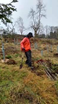 Christina planting hazel