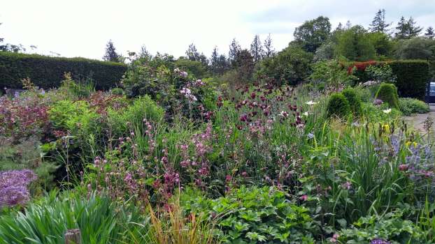 Purple cirsium, red campion, Lysimachia Firecracker and Rosa Queen of Denmark