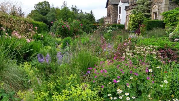 Near native herbaceous on the patio good for pollinators